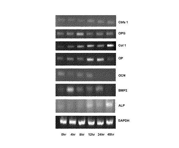 5693243-フラボノール化合物、生物活性抽出物又はフラクション、薬理学的組成物、医薬品及び製造方法 図000020