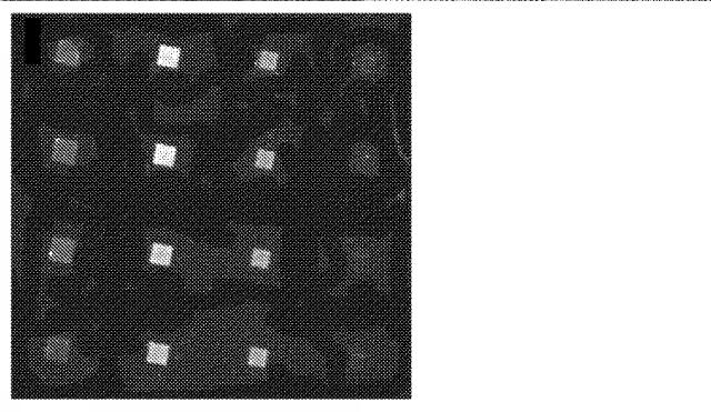 5717653-生物医学的用途およびバイオフォトニック用途のための絹フィブロイン構造体のナノインプリンティングの方法 図000020