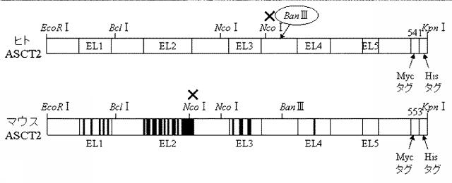 5730570-抗システムＡＳＣアミノ酸トランスポーター２（ＡＳＣＴ２）抗体 図000020