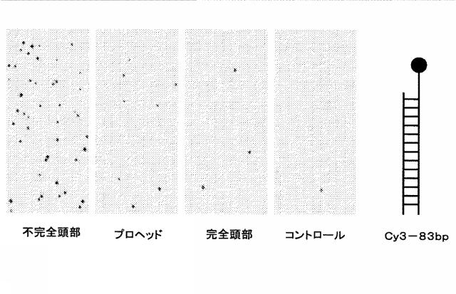 5863766-タンパク質および核酸送達媒体、その成分および機構 図000020