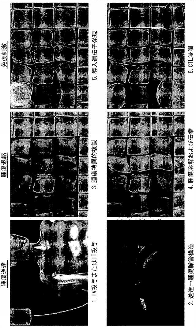 5879024-腫瘍崩壊ワクシニアウイルス癌療法 図000020