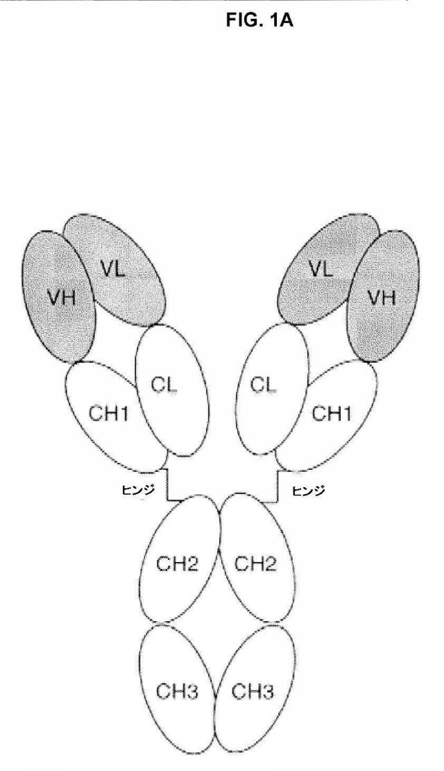 5889533-改変された抗体定常ドメイン分子 図000020