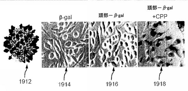 5951909-バクテリオファージＴ４ＤＮＡパッケージングマシンを用いた遺伝子およびタンパク質のインビトロおよびインビボ送達 図000020