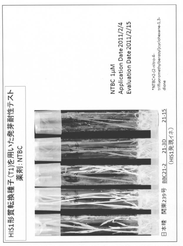 5977605-４−ＨＰＰＤ阻害剤に対する感受性を判定する方法 図000020