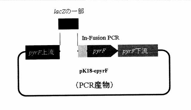 6046334-プライマーセット及び相同性組み換え方法 図000020