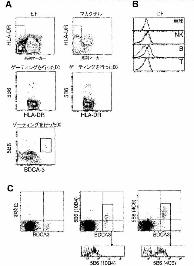 6095616-樹状細胞マーカーおよびその使用法 図000020