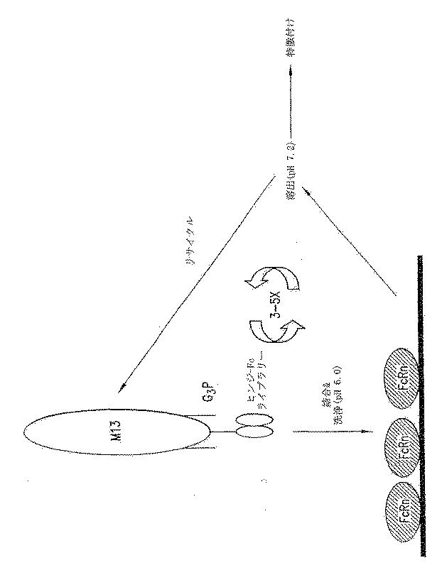 6125949-延長した半減期を有する分子ならびにその組成物および用途 図000020