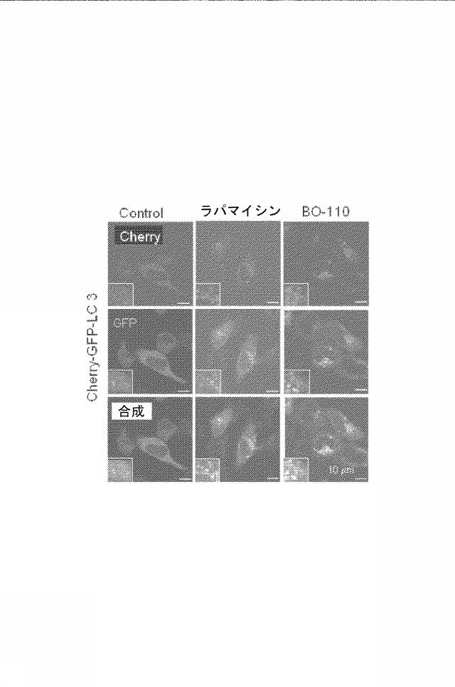 6222749-医薬組成物及びその使用 図000020