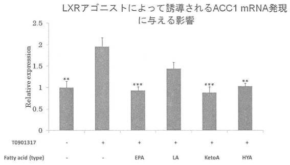 6340523-希少脂肪酸を含む代謝改善剤 図000020