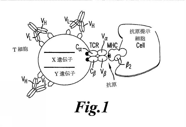 6463672-ＴＣＲアルファ欠損Ｔ細胞を増殖させるためのプレＴアルファまたはその機能性変種の使用 図000020