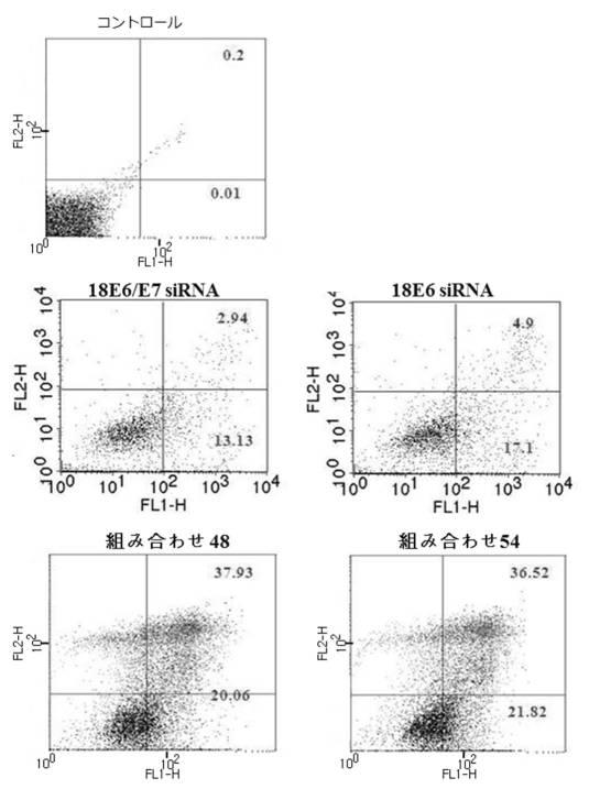 6727381-ＨＰＶ感染に係わる癌の治療用組成物 図000020