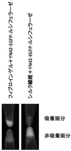 6810470-融合タンパク質を含むシルク繊維及び該シルク繊維の製造方法 図000020