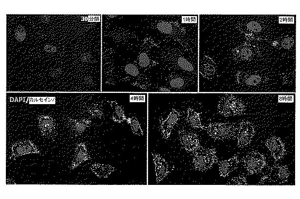 6894423-融合性リポソーム被覆多孔質ケイ素ナノ粒子 図000020