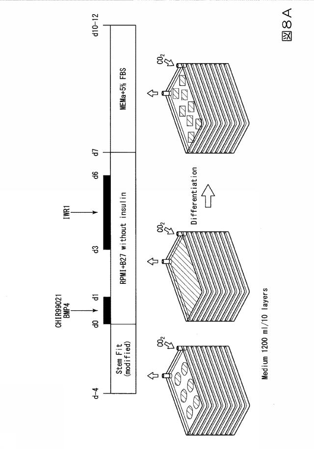 6978045-未分化幹細胞を培養し心筋細胞を分化誘導するシステム及び心筋細胞の製造方法 図000020