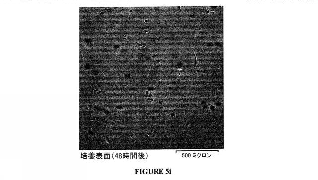 5701783-表面の生物活性特性を改善する方法とこの方法によって改善された表面をもつ物体 図000021