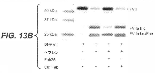 5814925-抗ヘプシン抗体及びその使用方法 図000021