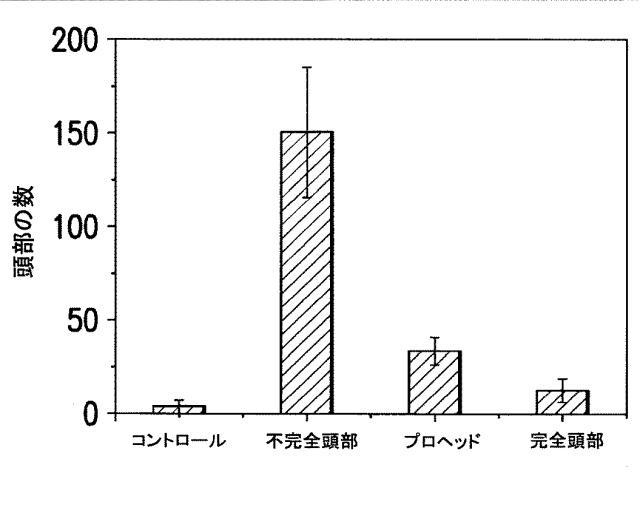 5863766-タンパク質および核酸送達媒体、その成分および機構 図000021