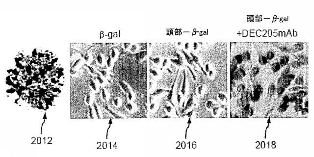 5951909-バクテリオファージＴ４ＤＮＡパッケージングマシンを用いた遺伝子およびタンパク質のインビトロおよびインビボ送達 図000021