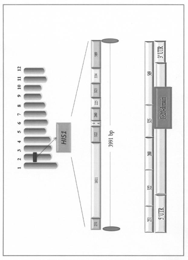 5977605-４−ＨＰＰＤ阻害剤に対する感受性を判定する方法 図000021