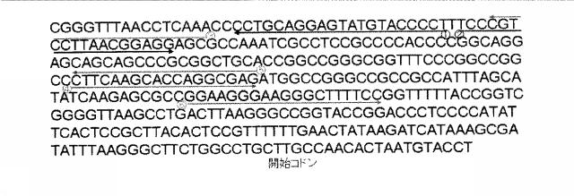 6046334-プライマーセット及び相同性組み換え方法 図000021