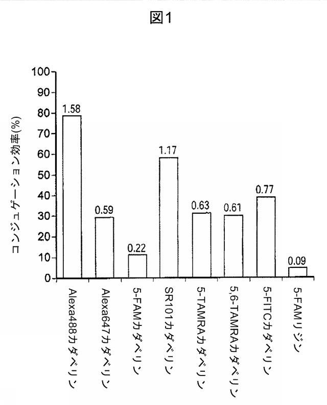 6105477-操作されたポリペプチドコンジュゲートおよびトランスグルタミナーゼを用いてそれを作製する方法 図000021