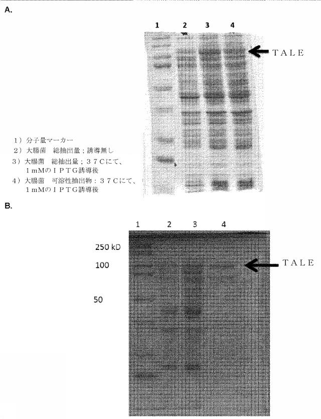 6259766-フラタキシンレベルを増加させる方法および生成物ならびにその使用 図000021