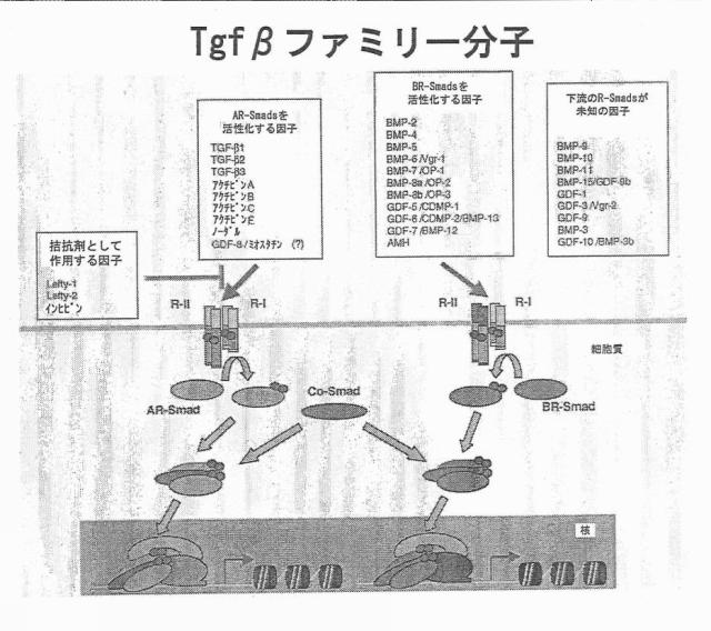 6356021-胚体内胚葉 図000021