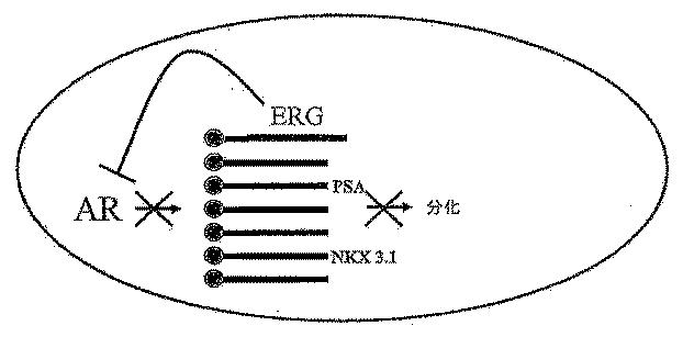 6383743-ＥＲＧ遺伝子発現における前立腺癌特異的変化ならびにそれらの変化に基づく検出および治療方法 図000021