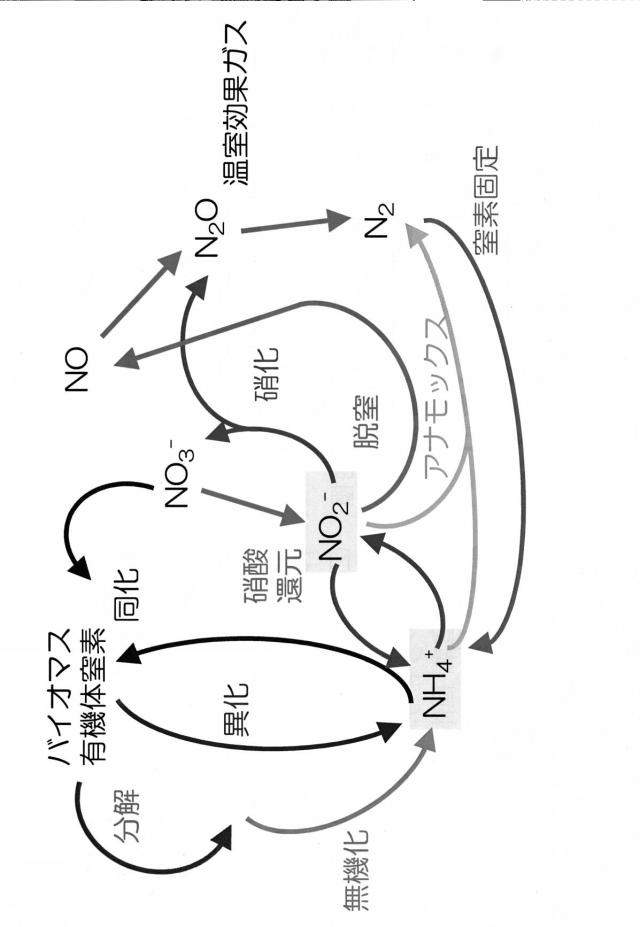 6396269-窒素代謝微生物の活性化方法 図000021