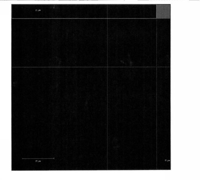 6441472-活性成分として外因性ミトコンドリアを含む組成物、ならびにその使用およびそのための細胞修復法 図000021