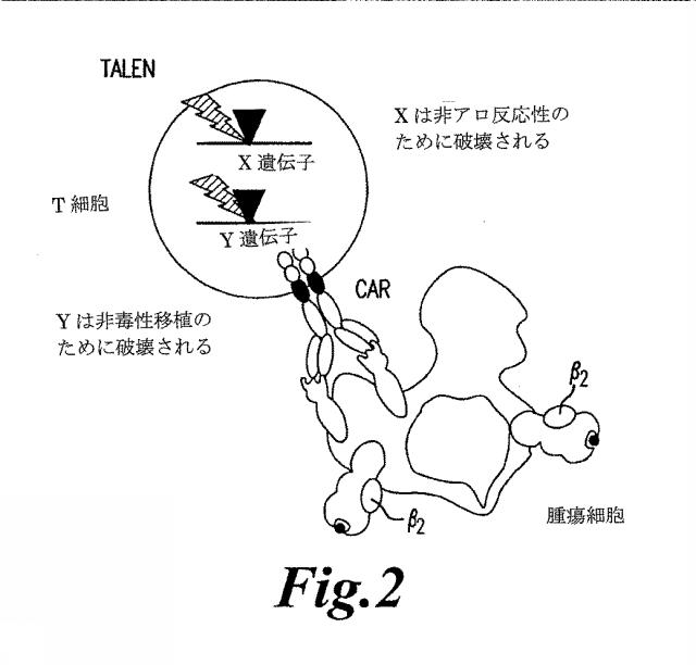 6463672-ＴＣＲアルファ欠損Ｔ細胞を増殖させるためのプレＴアルファまたはその機能性変種の使用 図000021