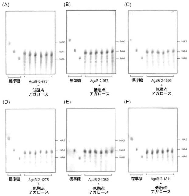 6472473-アガラーゼ、それを含む組成物、及びその利用 図000021