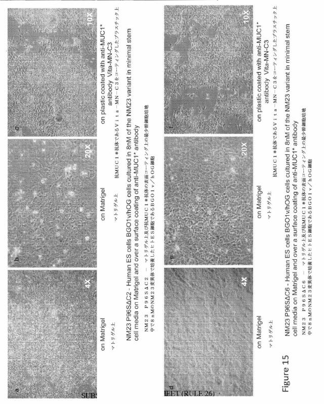 6717725-遺伝子操作した成長因子変異体 図000021