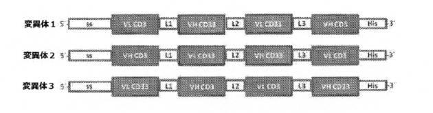 6760849-二重特異性ＣＤ３３およびＣＤ３結合タンパク質 図000021