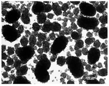 6822837-膵内分泌細胞及びその製造方法、並びに分化転換剤 図000021