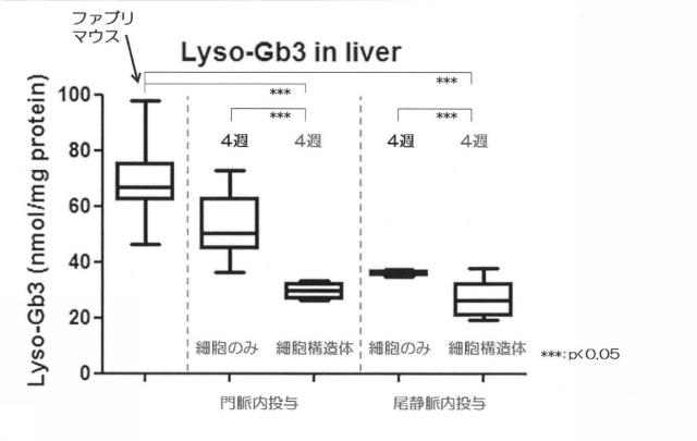 6903295-ライソゾーム病処置剤 図000021