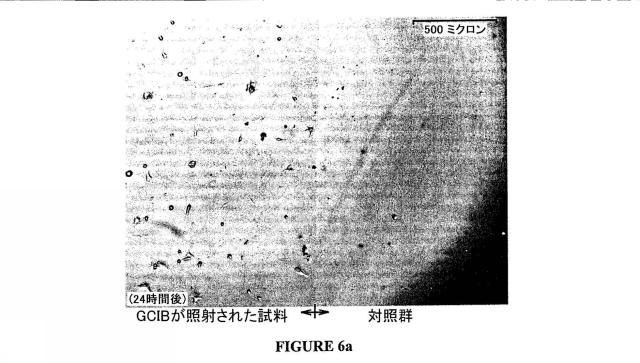 5701783-表面の生物活性特性を改善する方法とこの方法によって改善された表面をもつ物体 図000022