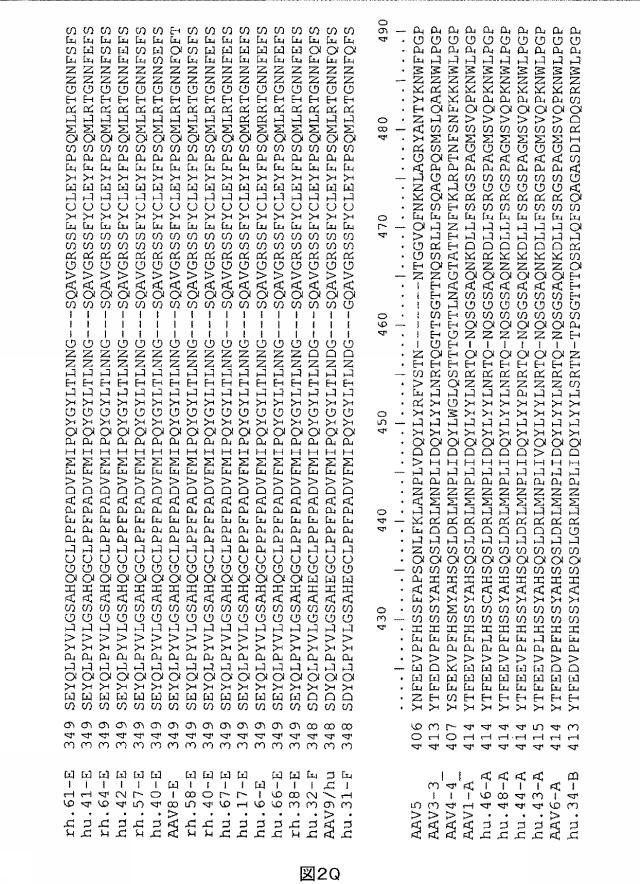 5797397-アデノ随伴ウイルス（ＡＡＶ）の同源系統群（クレイド）、配列、それらを含有するベクターおよびそれらの用途 図000022