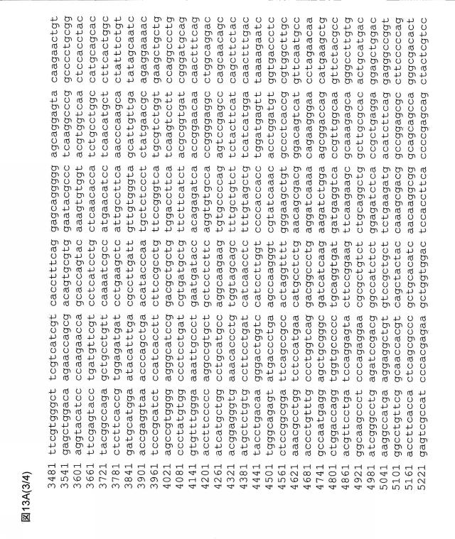 5802197-心血管疾患における予後診断マーカーとしてのＢＩＮ１ 図000022