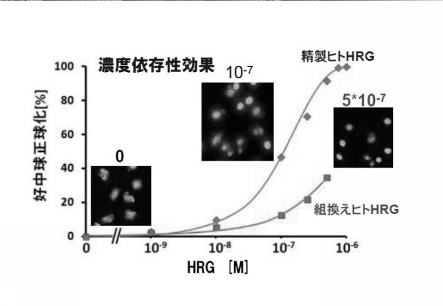 5807937-好中球活性化に起因する疾患の治療薬、治療方法及び検査方法 図000022