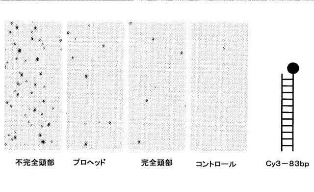 5863766-タンパク質および核酸送達媒体、その成分および機構 図000022