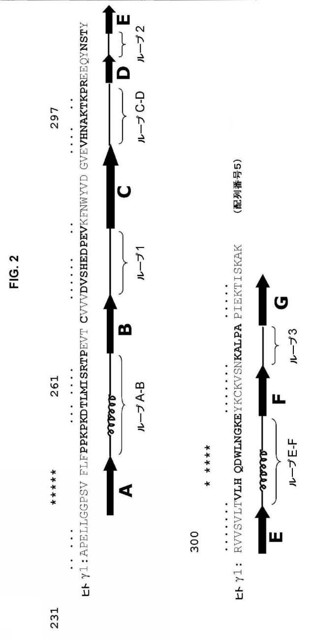 5889533-改変された抗体定常ドメイン分子 図000022