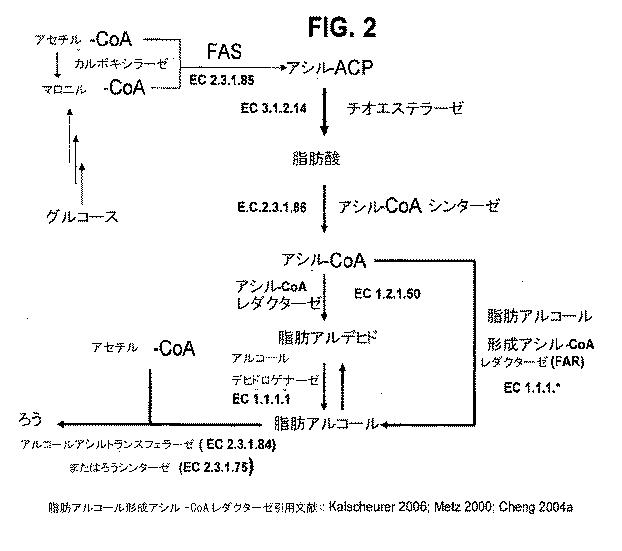5961662-脂肪酸およびその誘導体の生産 図000022