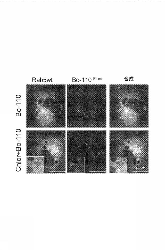 6222749-医薬組成物及びその使用 図000022