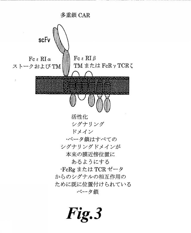 6463672-ＴＣＲアルファ欠損Ｔ細胞を増殖させるためのプレＴアルファまたはその機能性変種の使用 図000022