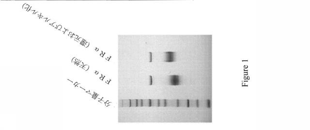 6526143-抗葉酸受容体アルファ抗体およびその使用 図000022