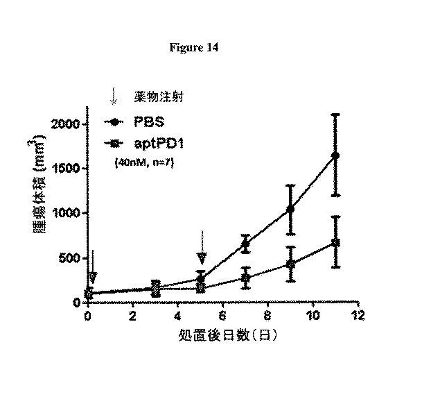 6680760-アンタゴニストＩＣ  ＰＤ−１アプタマー及びその癌治療関連用途への応用 図000022