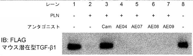 6846564-種交差性抗潜在型ＴＧＦ−β１抗体および使用方法 図000022