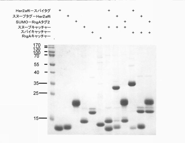 6883529-融合タンパク質を合成するための方法および製品 図000022