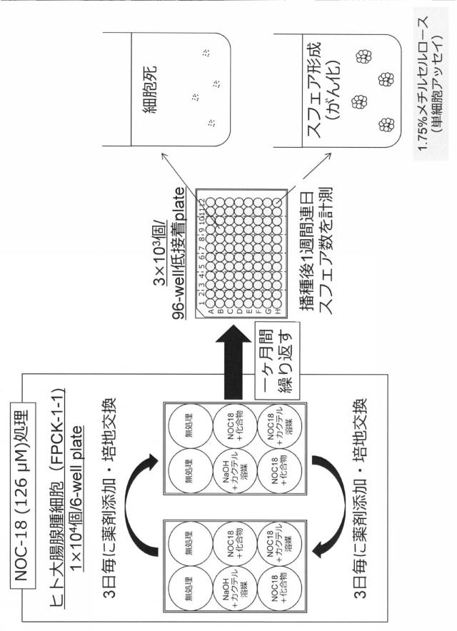 6887640-ＤＮＭＴのＳ−ニトロシル化阻害剤、がん治療薬及びそのスクリーニング方法 図000022